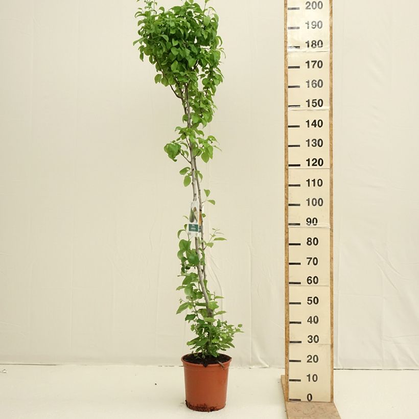 Spécimen de Poirier Duo Conference et Williams Pot de 7,5L/10L tel que livré au printemps