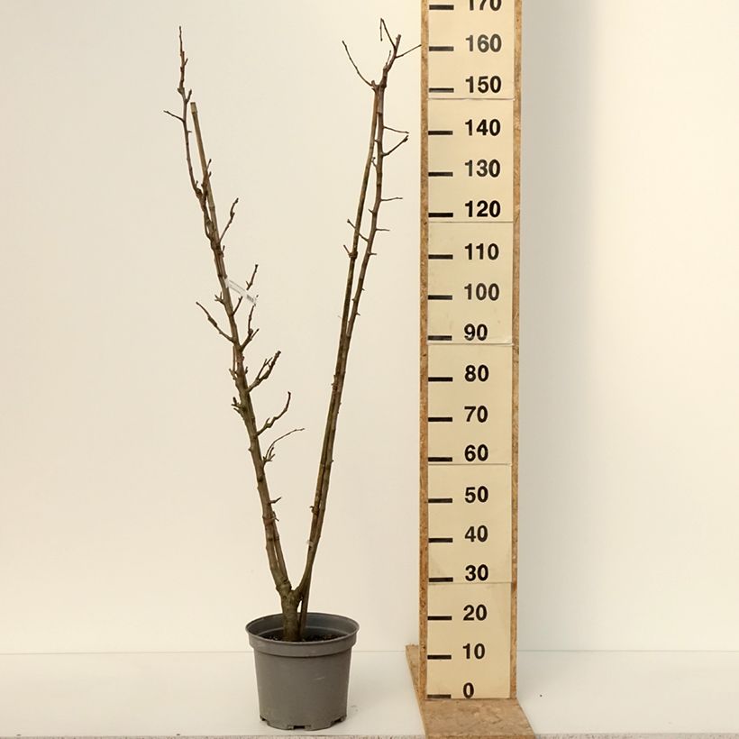 Spécimen de Poirier Duo Williams et Louise Bonne D'Avranches - Pot de 7,5L/10L tel que livré en hiver