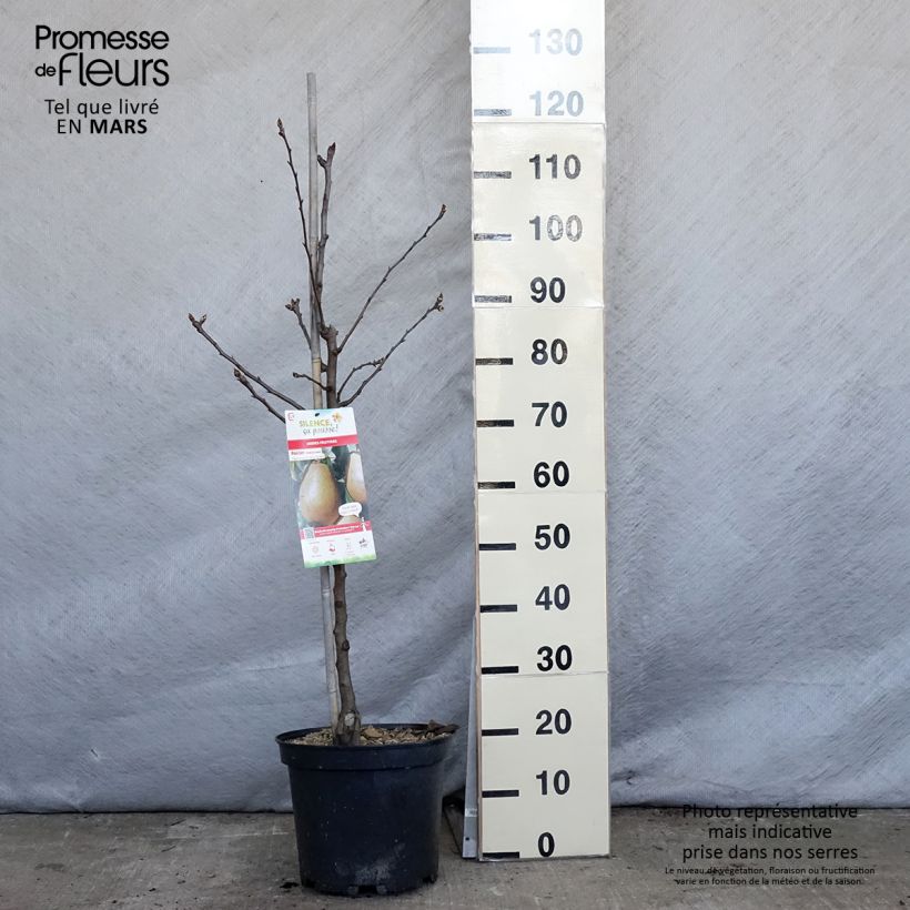 Spécimen de Poirier Epine du Mas - Duc de Bordeaux Pot de 7,5L/10L, GobeletHauteur livrée env. 140/160cm tel que livré au printemps