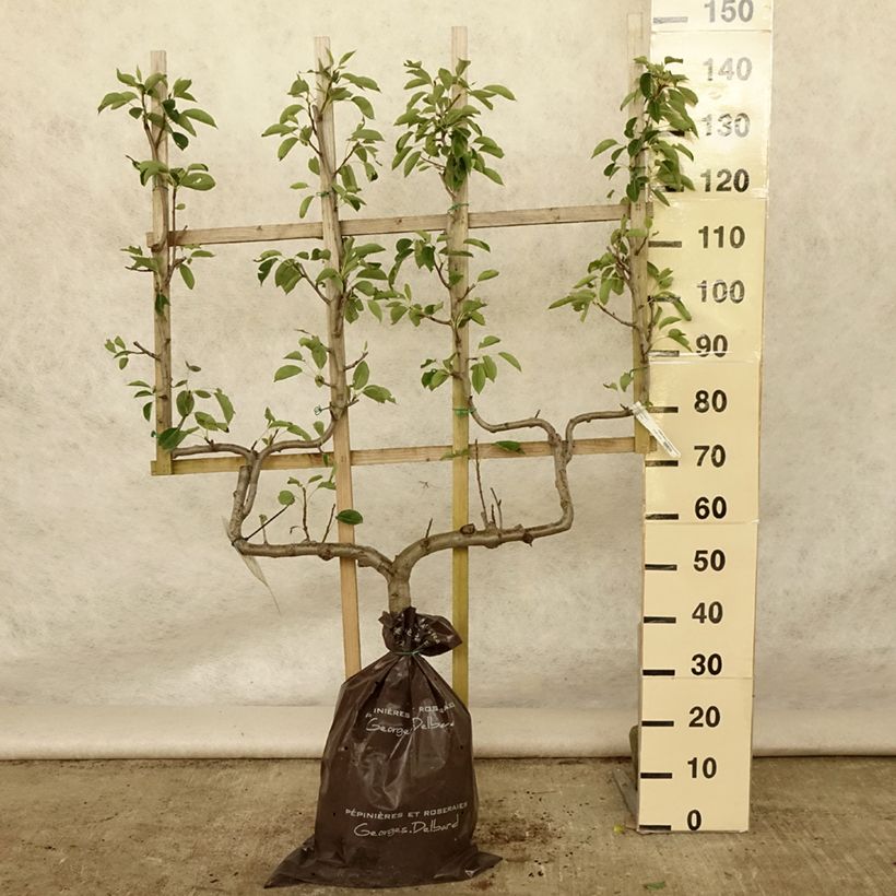 Spécimen de Poirier Fertilia Delbard Motte "Prêt-à-planter", Palmette double U tel que livré en été