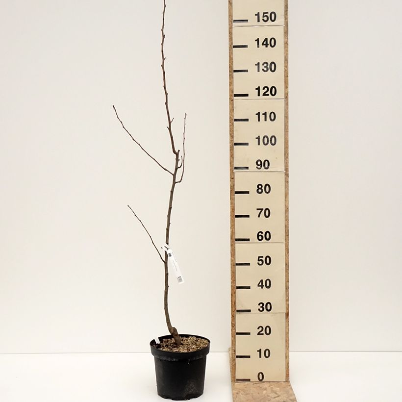 Spécimen de Poirier General Leclerc - Pyrus communis - Pot de 7,5L/10L - 1013 tel que livré en hiver