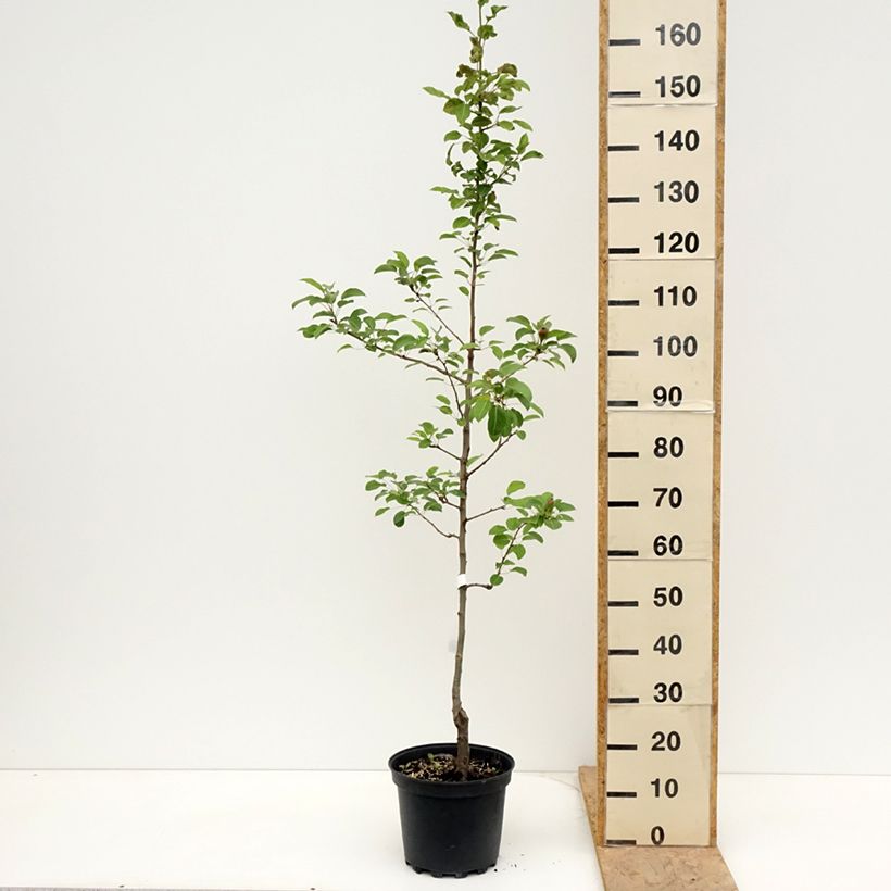 Spécimen de Poirier General Leclerc - Pyrus communis Pot de 7,5L/10L, Scion tel que livré au printemps