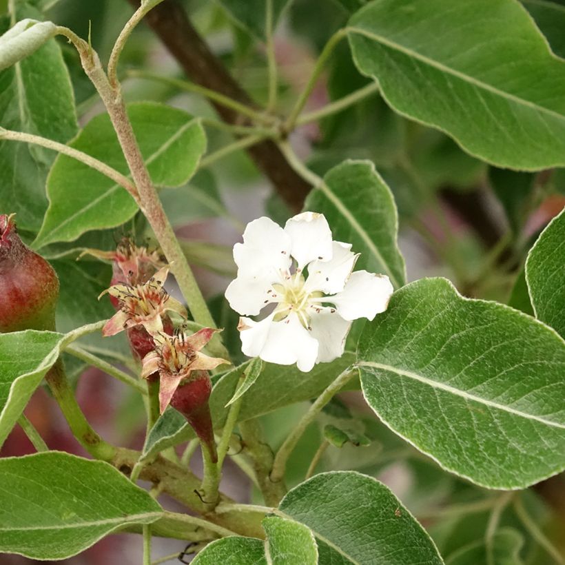 Poirier General Leclerc - Pyrus communis (Floraison)