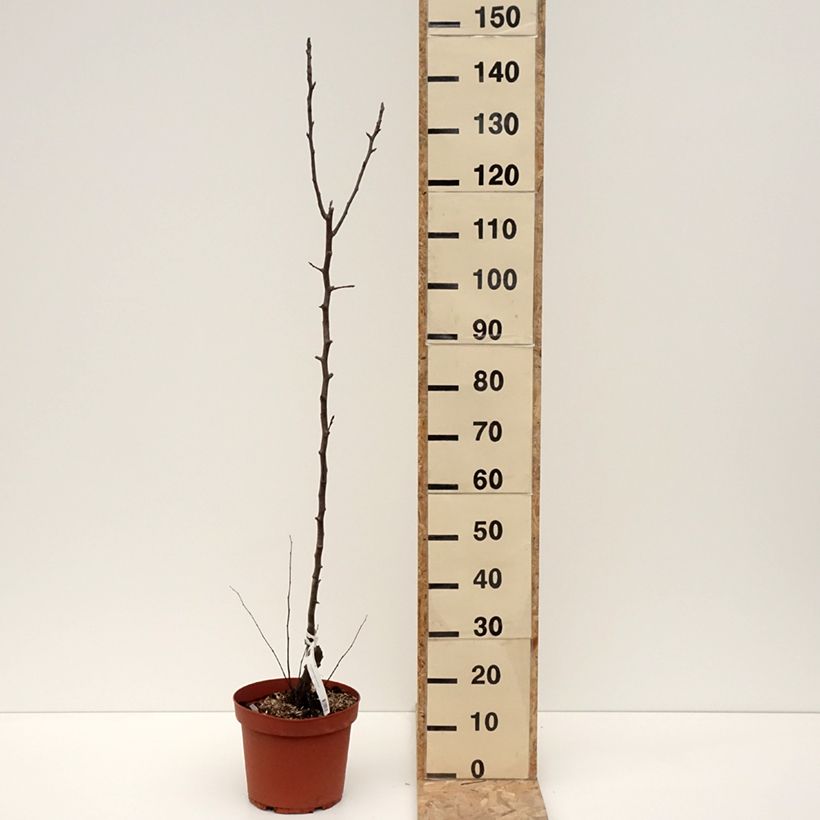 Spécimen de Poirier Jules Guyot - Pot de 7,5L/10L - 1013 tel que livré en hiver