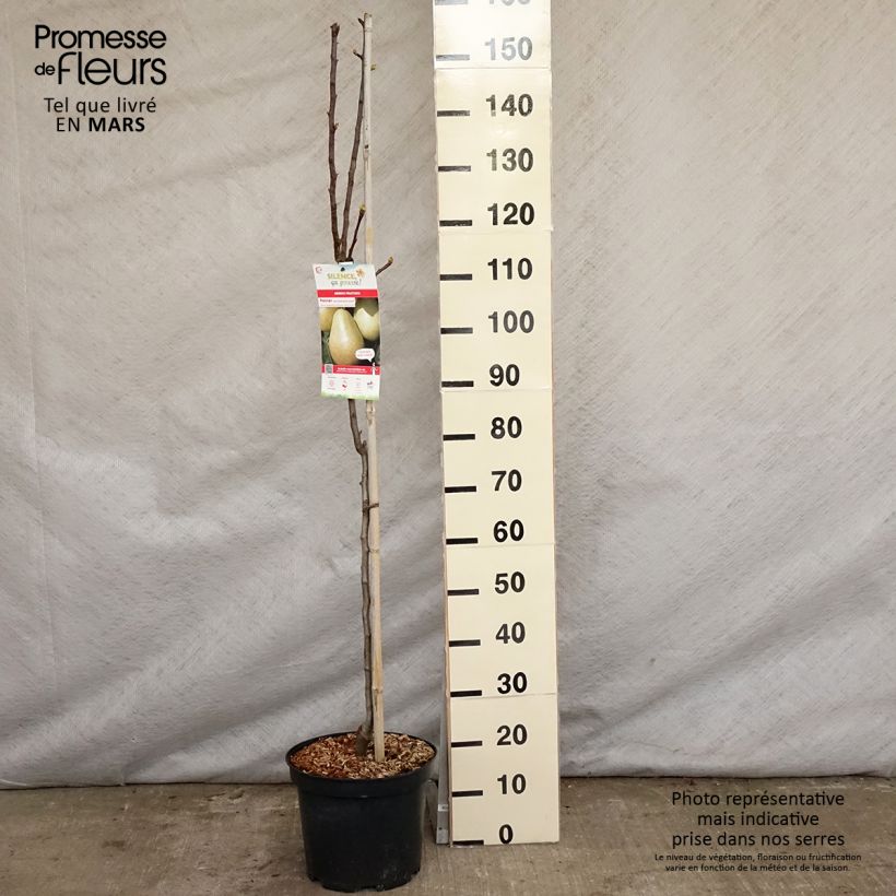 Spécimen de Poirier Jules Guyot Pot de 7,5L/10L tel que livré au printemps