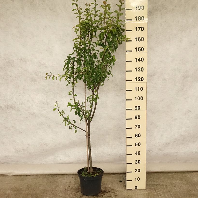 Spécimen de Poirier Louise Bonne d'Avranches Pot de 7,5L/10L, Gobelet tel que livré en été
