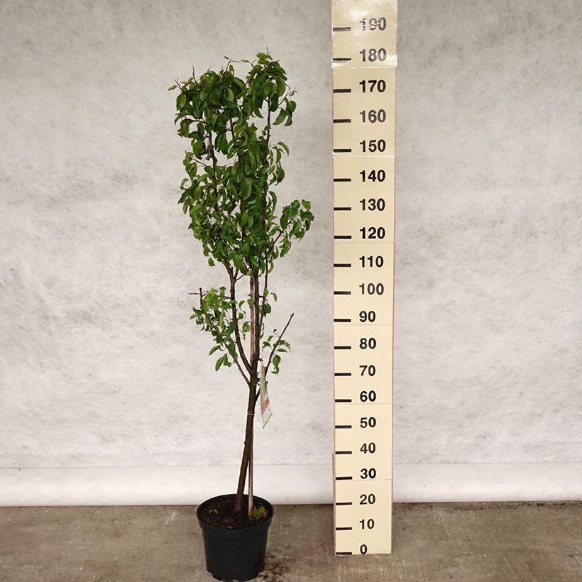 Spécimen de Poirier Louise Bonne d'Avranches Pot de 7,5L/10L tel que livré au printemps