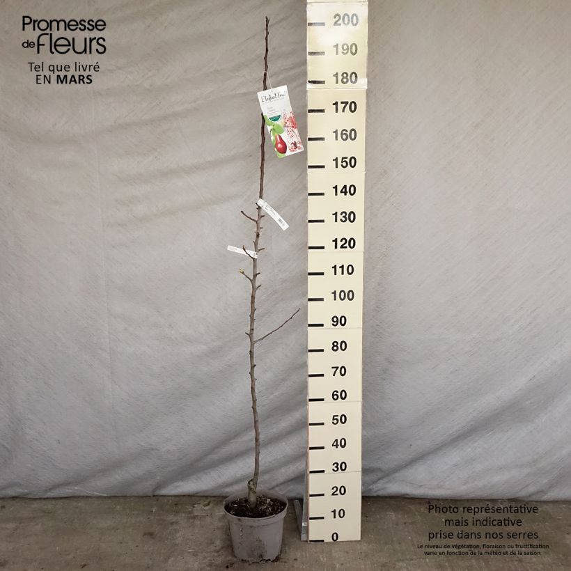 Spécimen de Poirier colonnaire Moscou Pot de 7,5L/10L, ColonnaireHauteur livrée env. 70/100cm tel que livré au printemps