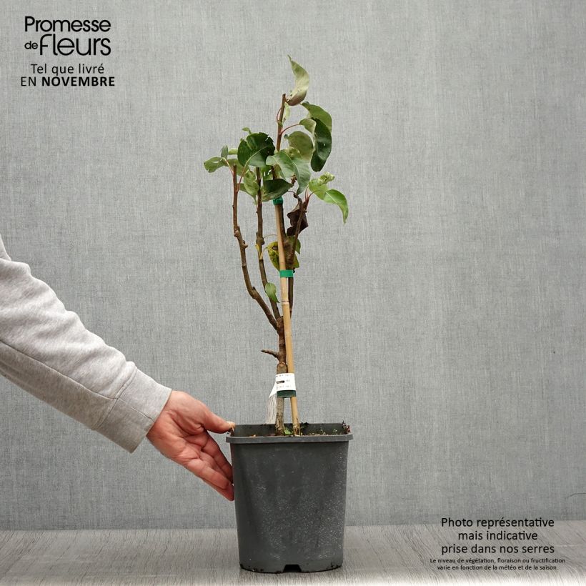 Spécimen de Poirier nain Fruit Me Pear Me Conférence Pot de 4L/5L, Nain tel que livré en automne