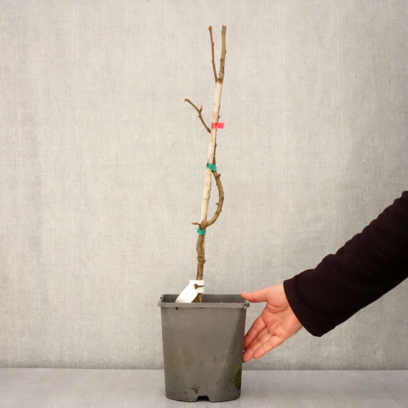 Spécimen de Poirier nain Fruit Me Pear Me William Bon-Chrétien Pot de 4L tel que livré au printemps