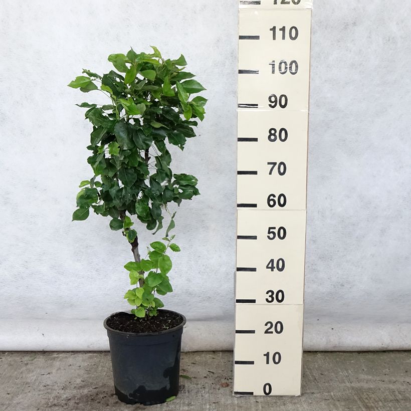 Spécimen de Poirier nain Louisa (Luisa) Pot de 7,5L/10L, Tige de 30 cm tel que livré en été