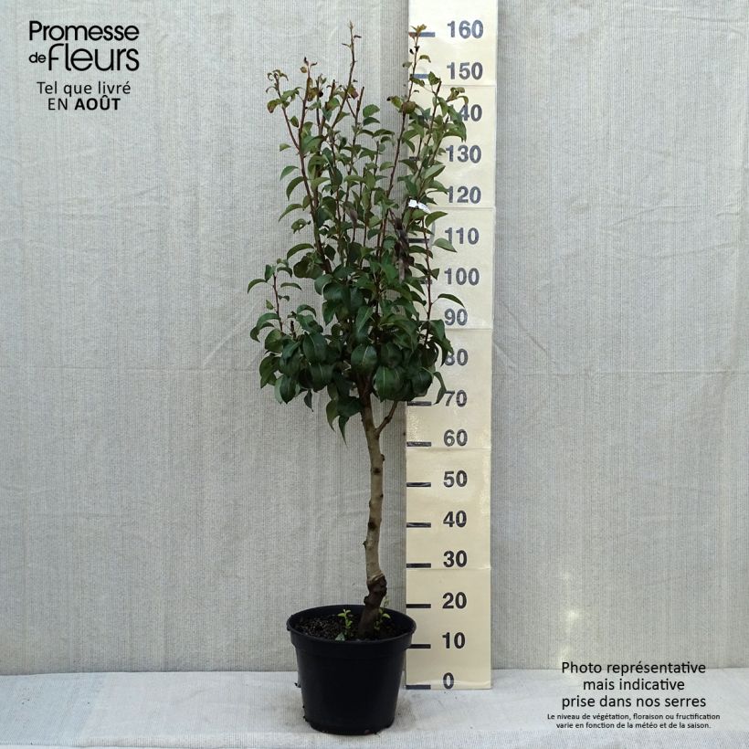 Spécimen de Poirier General Leclerc - Pyrus communis Pot de 7,5L/10L, Gobelet tel que livré en été