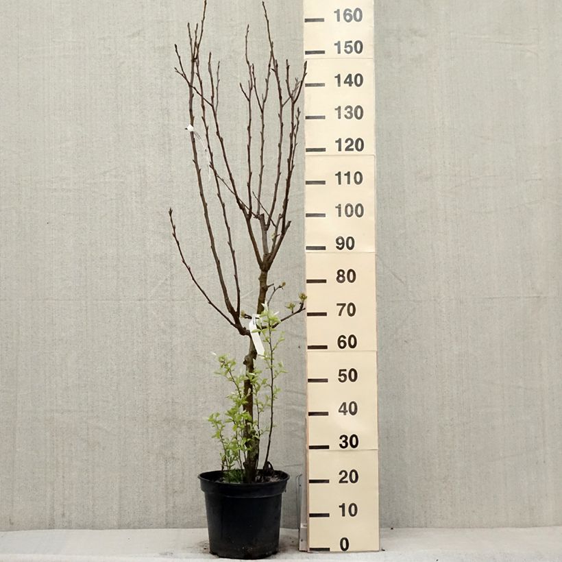 Spécimen de Poirier General Leclerc - Pyrus communis Pot de 7,5L/10L, GobeletHauteur livrée env. 140/160cm tel que livré au printemps