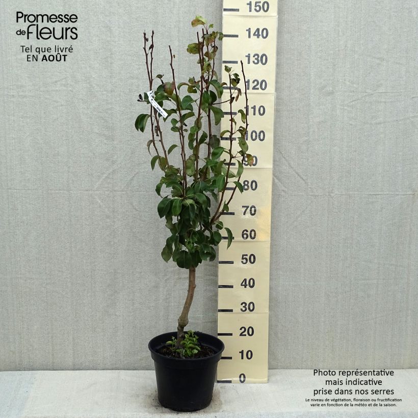 Spécimen de Poirier Jeanne d’Arc - Pyrus communis Pot de 7,5L/10L, Gobelet tel que livré en été
