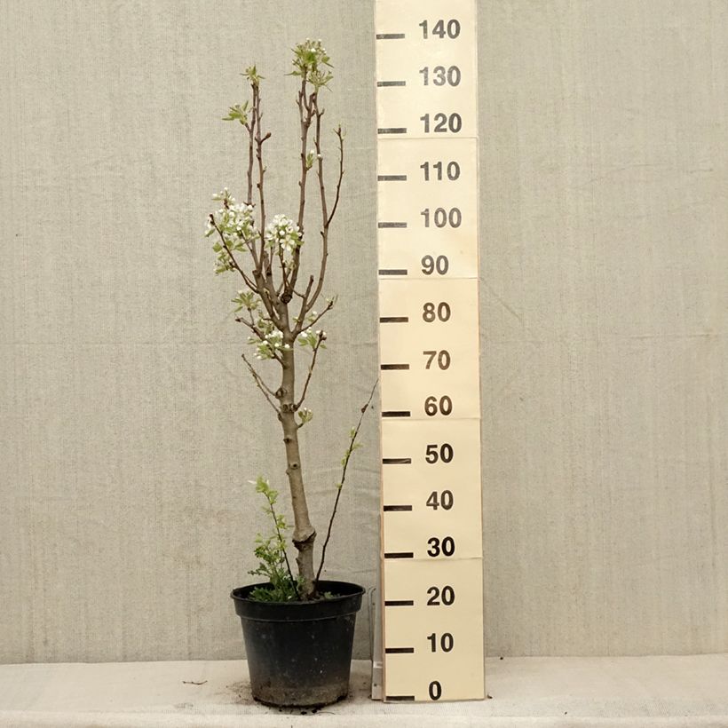 Spécimen de Poirier Jeanne d’Arc - Pyrus communis Pot de 7,5L/10L, GobeletHauteur livrée env. 140/160cm tel que livré au printemps