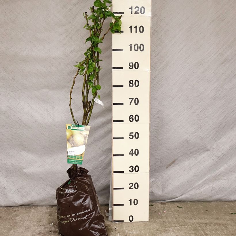Spécimen de Poirier Super Comice Delbard - Georges Delbard Motte "Prêt-à-planter", GobeletHauteur livrée env. 140/160cm tel que livré au printemps