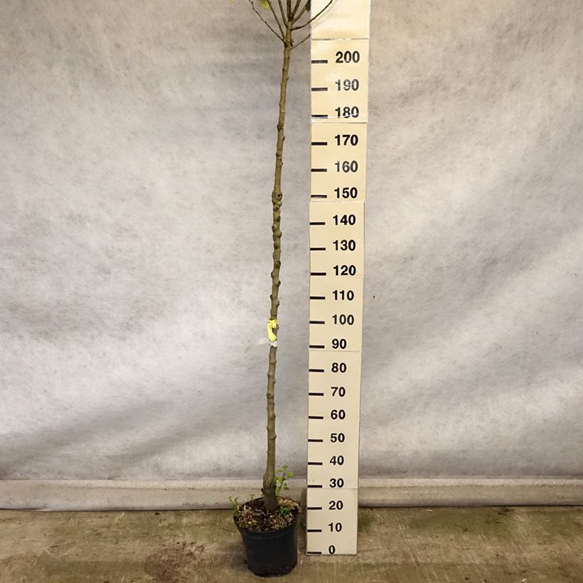 Spécimen de Poirier Triomphe de Vienne Pot de 7,5L/10L, Haute-Tige tel que livré en automne