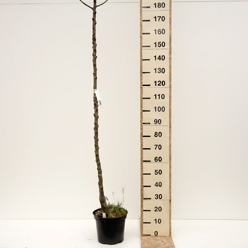 Spécimen de Poirier Triomphe de Vienne - Pot de 7,5L/10L - 1017 tel que livré en hiver