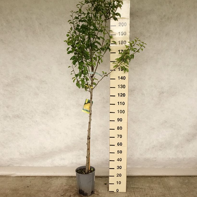 Spécimen de Poirier William's Bon Chrétien Pot de 7,5L/10L, Demi-Tige tel que livré en été