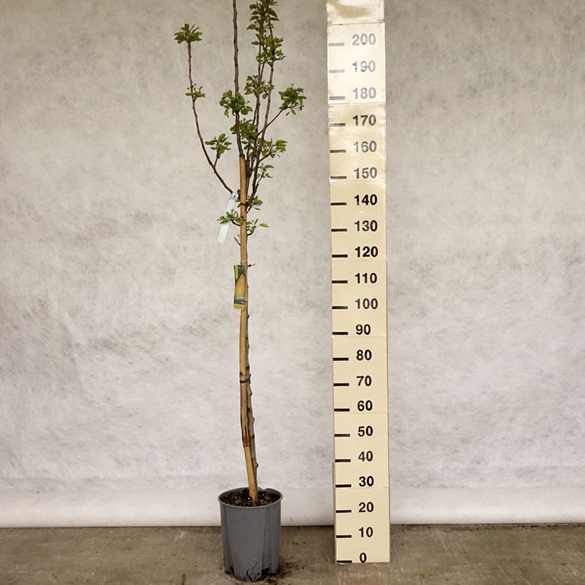 Spécimen de Poirier William's Bon Chrétien Pot de 7,5L/10L, Demi-TigeHauteur livrée env. 150/175cm tel que livré au printemps