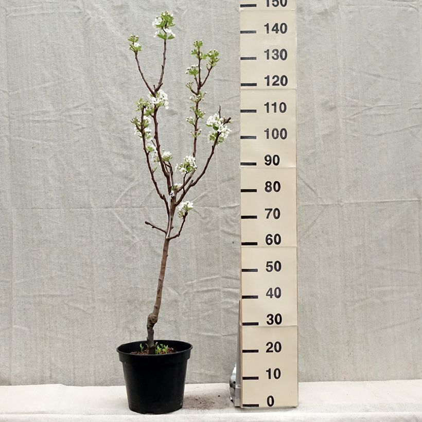 Spécimen de Poirier William's Bon Chrétien Pot de 7,5L/10L, GobeletHauteur livrée env. 140/160cm tel que livré au printemps