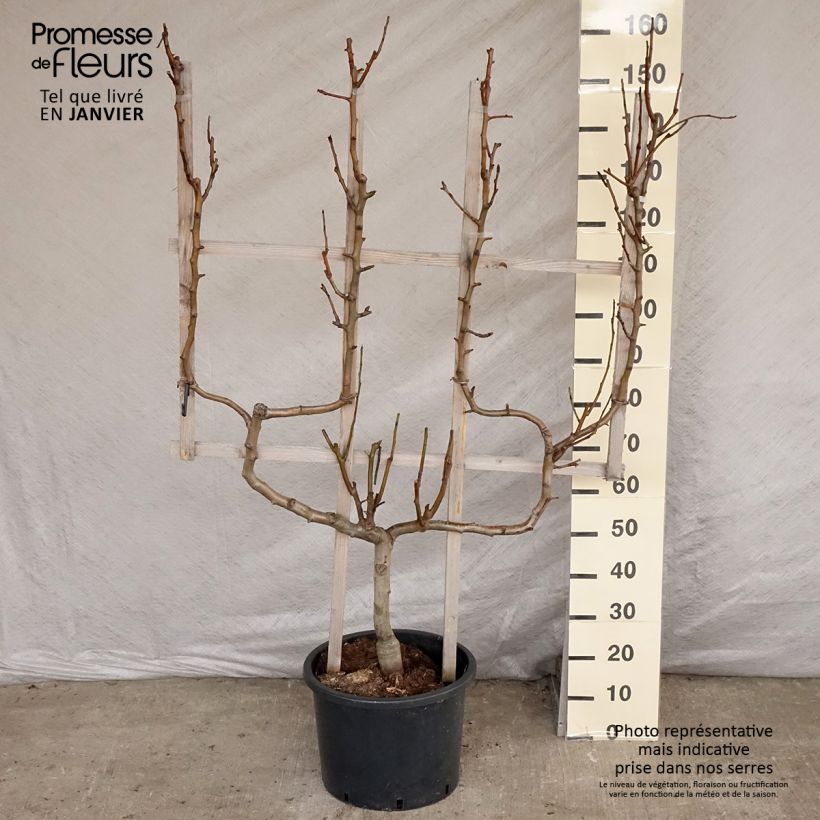 Spécimen de Poirier William's - Palmette double U tel que livré en hiver