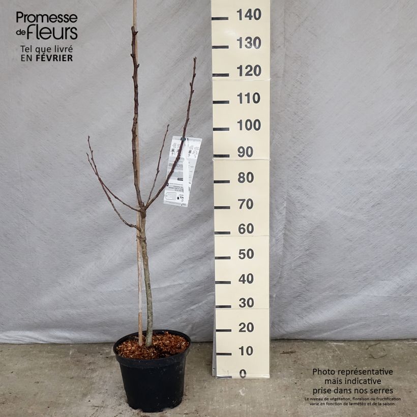 Spécimen de Poirier William's Rouge - Gobelet en pot de 7,5L ou 10L tel que livré en hiver