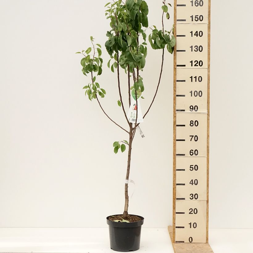 Spécimen de Poirier William's Rouge Pot de 7,5L/10L, Gobelet tel que livré au printemps