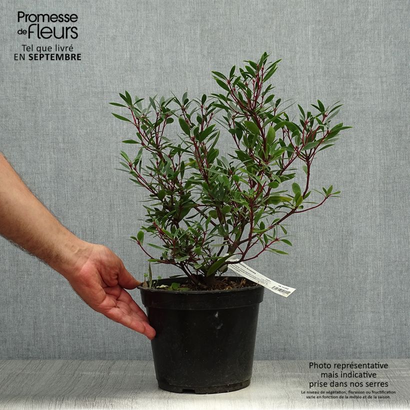 Spécimen de Poivre de Tasmanie - Drimys aromatica Pot de 4L/5L tel que livré en automne