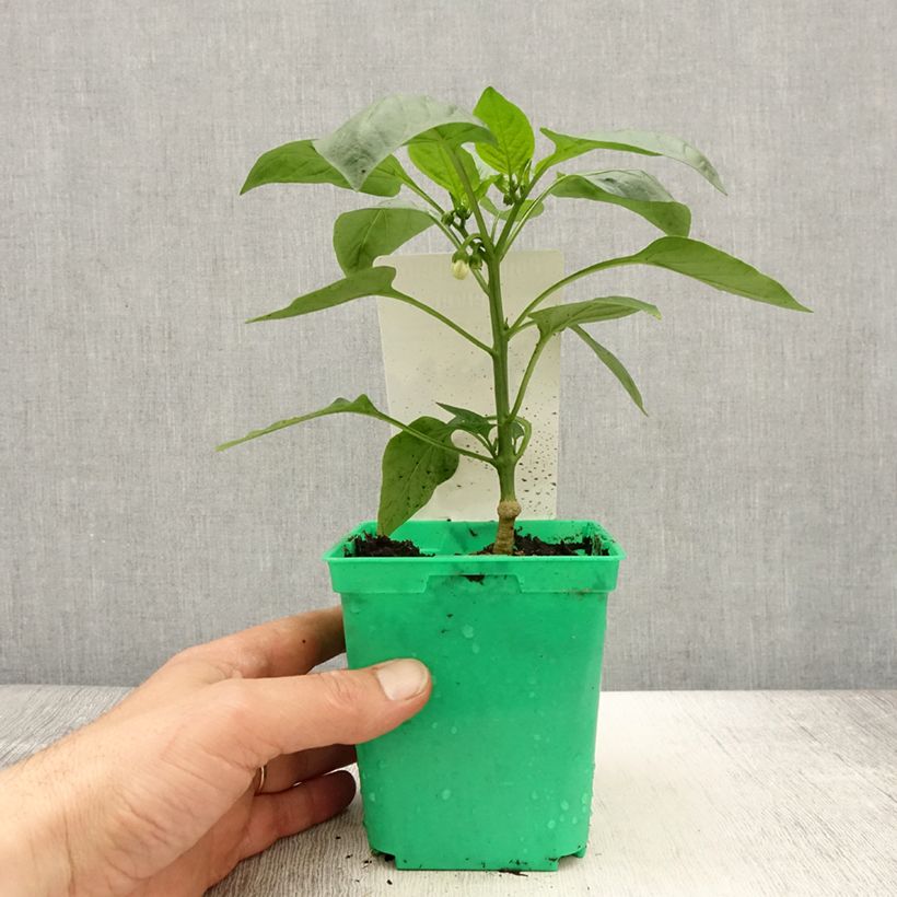 Spécimen de Poivron jaune Velvet en plants GREFFES Pot de 10,5 cm tel que livré au printemps
