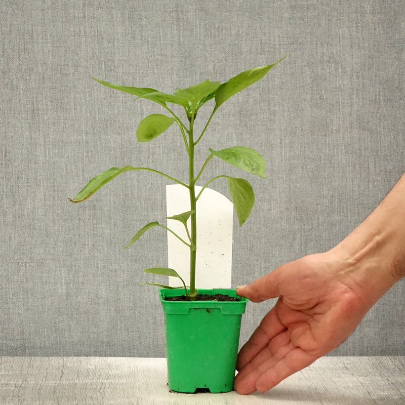 Spécimen de Poivron orange Oreny F1 en plants Pot de 10,5 cm tel que livré au printemps