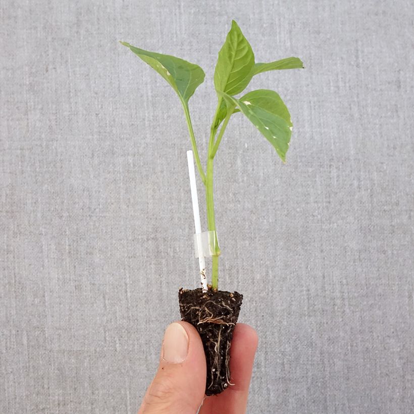 Spécimen de Poivron rouge Jericho en plants GREFFES en mini-mottes Mini-motte 3 cm tel que livré au printemps