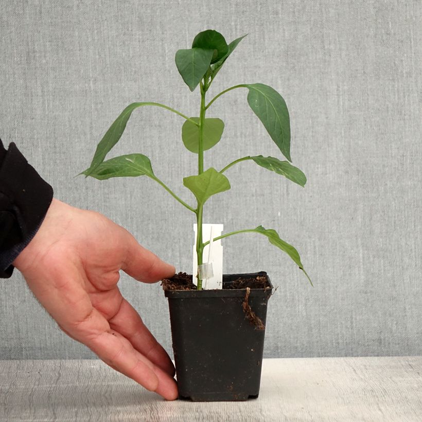 Spécimen de Poivron rouge Lamuyo F1 GREFFE en plants godet de 8/9cm tel que livré au printemps