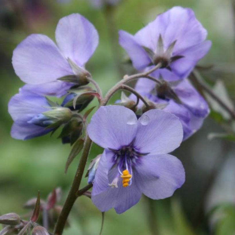 Polemonium Bressingham Purple  (Floraison)