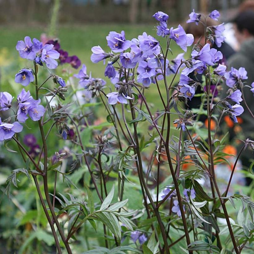 Polemonium Bressingham Purple  (Port)