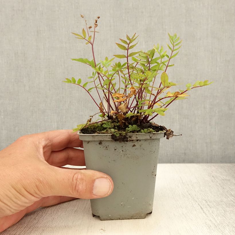 Spécimen de Polemonium caeruleum Lambrook Mauve Godet de 8/9 cm tel que livré en été