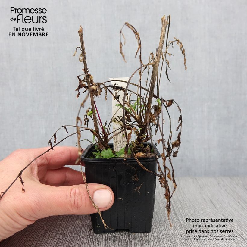 Spécimen de Polemonium carneum Apricot Delight Godet de 8/9 cm tel que livré en automne