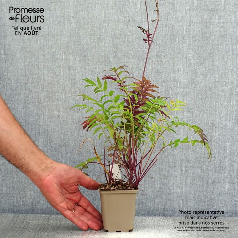 Spécimen de Polemonium hybride Heaven Scent - Valériane grecque Godet de 8/9 cm tel que livré en été