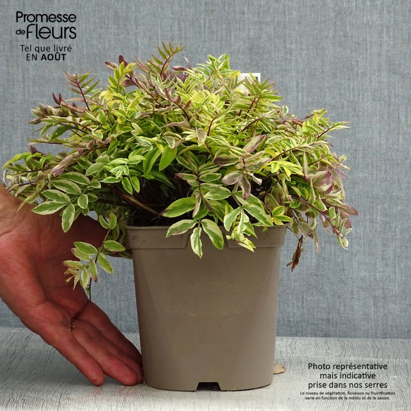 Spécimen de Polemonium pulcherrimum Golden Feathers - Polémoine Pot de 2L/3L tel que livré en été