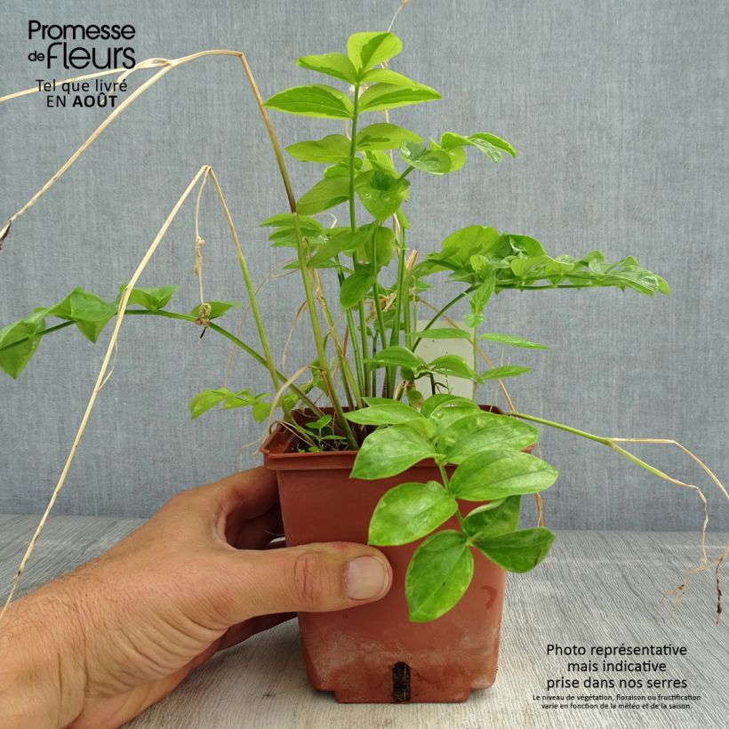 Spécimen de Polemonium Stairway to Heaven Pot de 1L/1,5L tel que livré en été