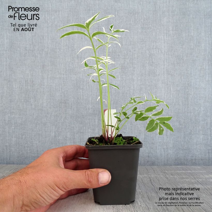 Spécimen de Polemonium reptans Touch of Class - Valériane grecque rampante Godet de 8/9 cm tel que livré en été