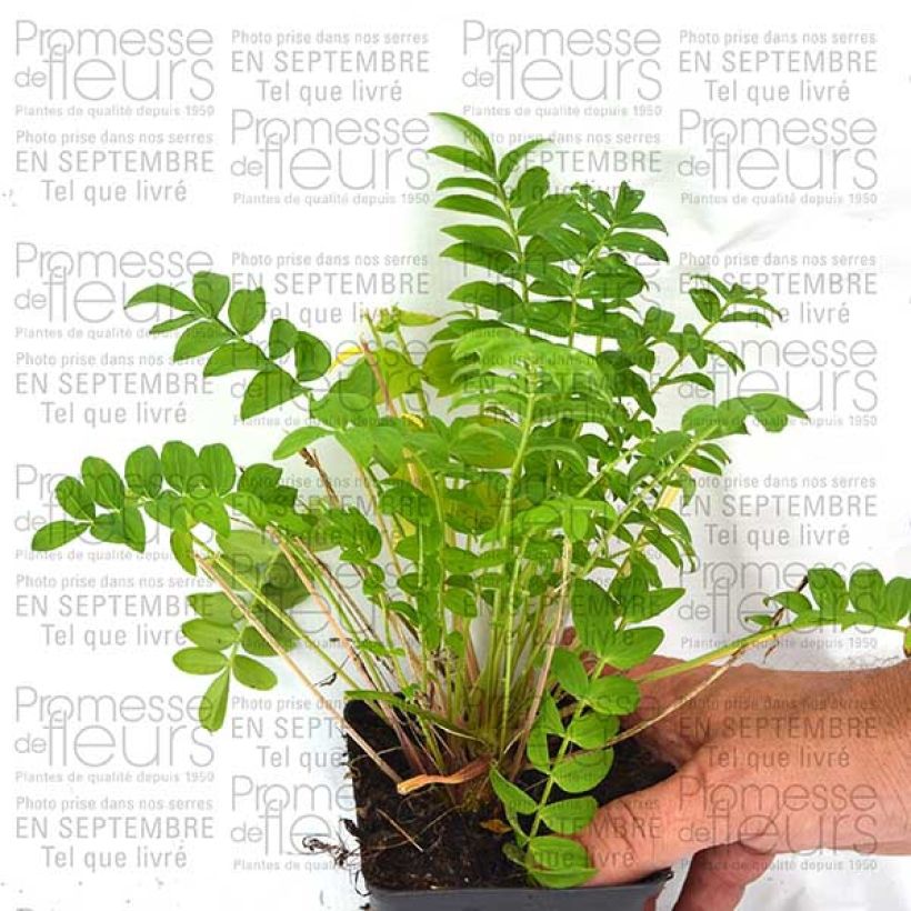 Exemple de spécimen de Polemonium Sonia's Bluebell - Valériane grecque Godet de 9cm tel que livré