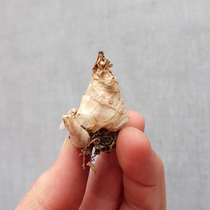 Spécimen de Polianthes tuberosa Super Gold - Tubéreuse   Bulbe tel que livré au printemps