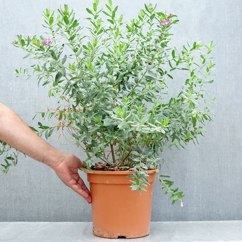 Spécimen de Polygala myrtifolia - Polygale à feuilles de myrte Pot de 7,5L/10L tel que livré en été