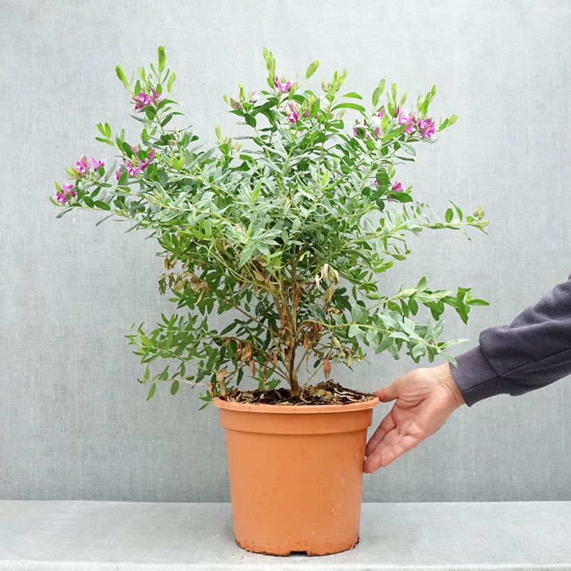 Spécimen de Polygala myrtifolia - Polygale à feuilles de myrte Pot de 7,5L/10L tel que livré au printemps