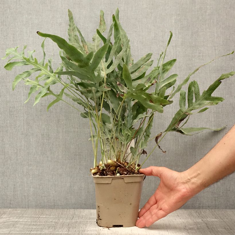 Spécimen de Polypodium ou Phlebodium pseudoaureum - Fougère bleue de Virginie Pot de 2L/3L tel que livré en été