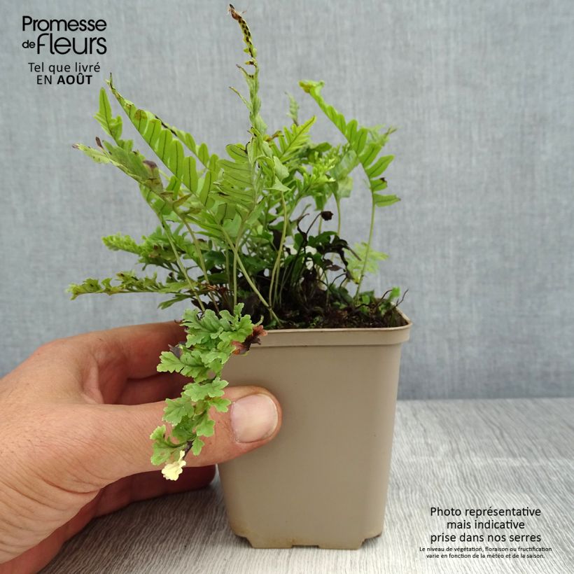 Spécimen de Polypodium vulgare Bifido Multifidum - Fougère Godet de 8/9 cm tel que livré en été