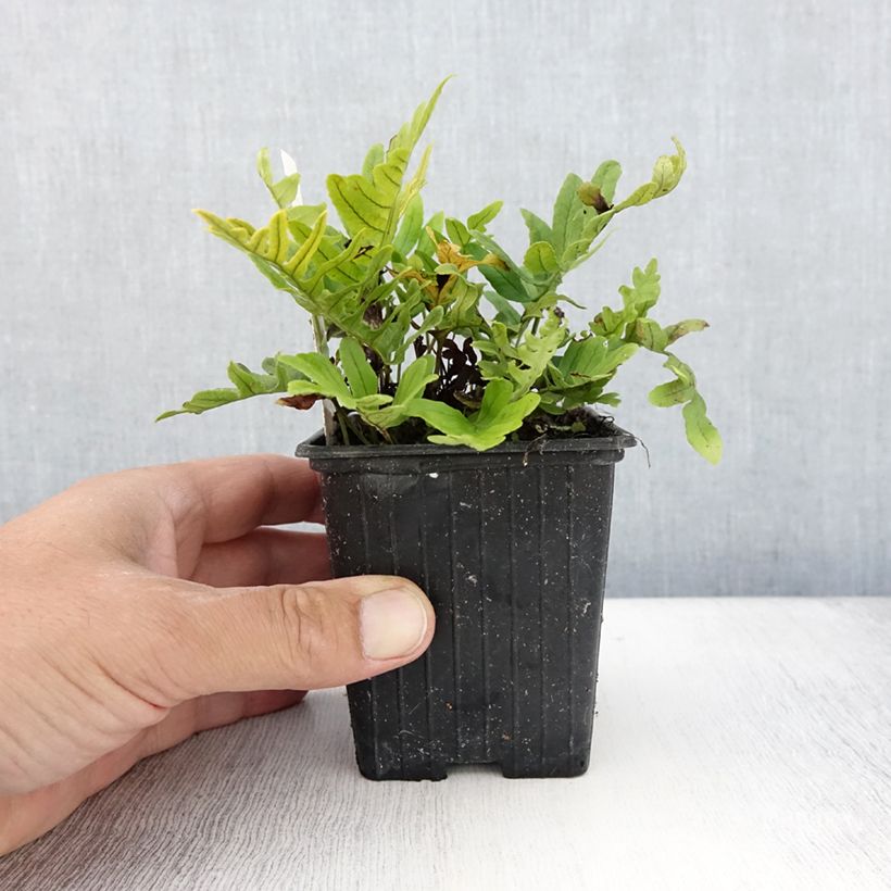 Spécimen de Polypodium Whitley Giant - Fougère, Polypode Godet de 8/9 cm tel que livré en été