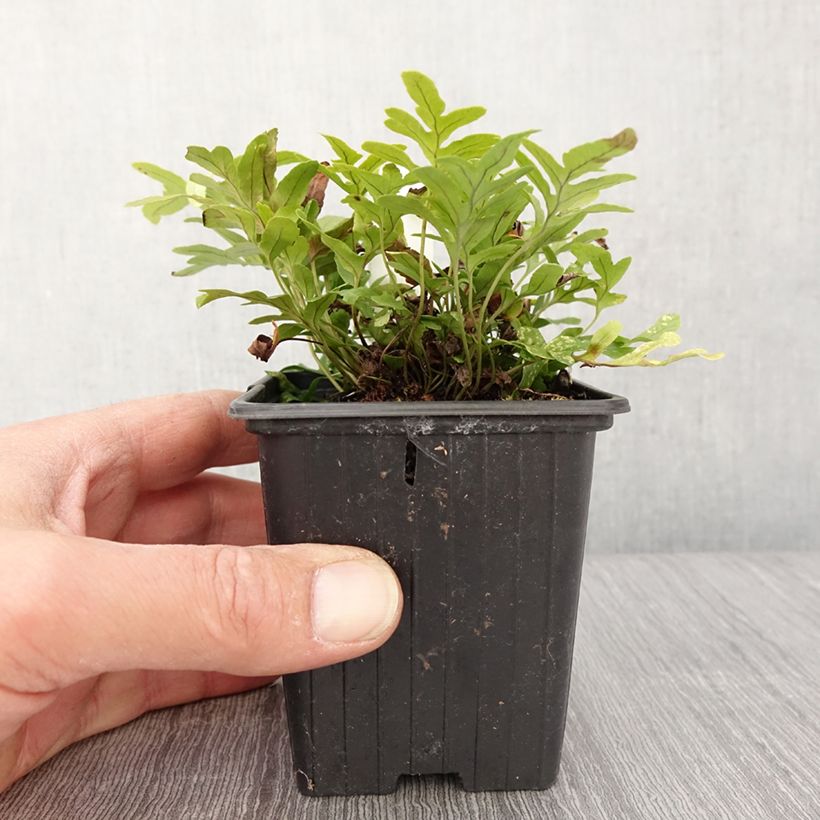 Spécimen de Polypodium Whitley Giant - Fougère, Polypode - Godet de 8/9 cm tel que livré au printemps