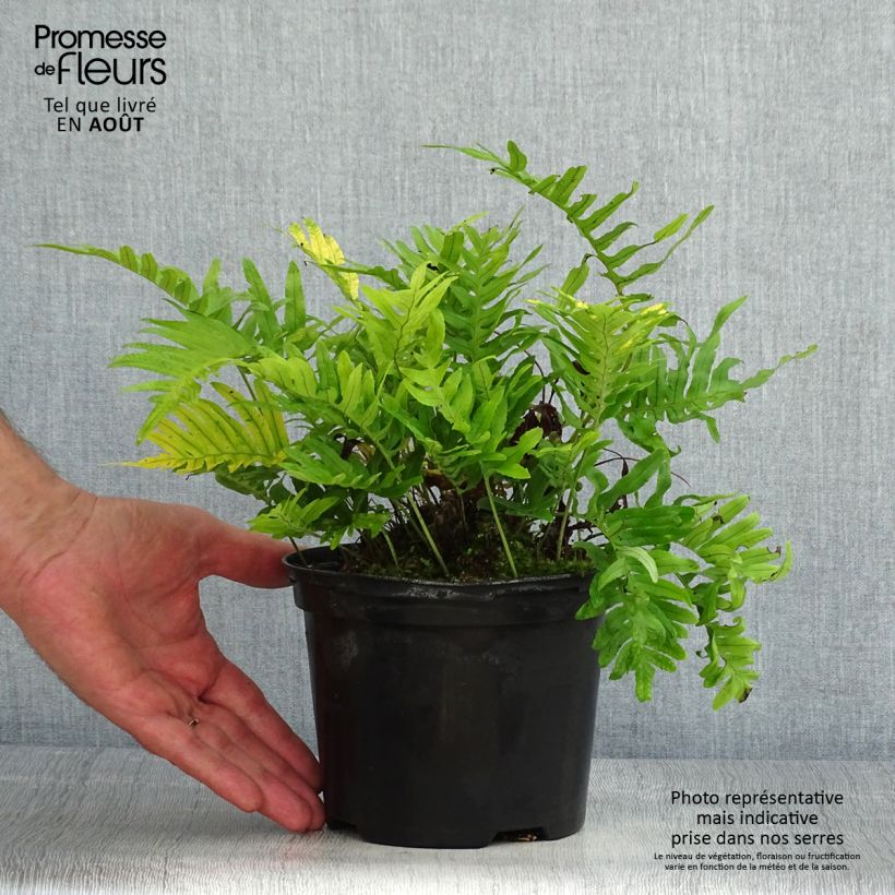 Spécimen de Polypodium Whitley Giant - Fougère, Polypode Pot de 2L/3L tel que livré en été